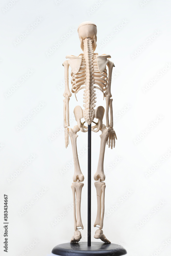 骸骨の模型