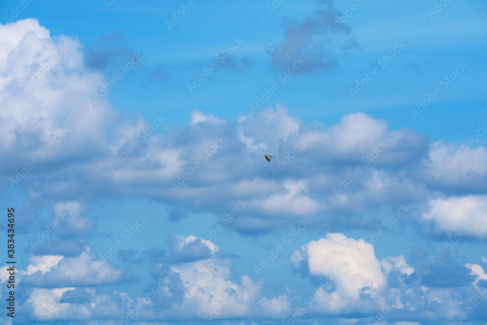 one bird flying on clear blue sky heap white cloud on ocean one bird flying on clear blue sky heap white cloud on ocean
