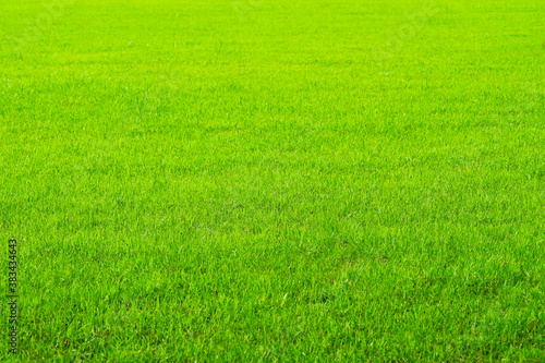 nature green grass in the farm background