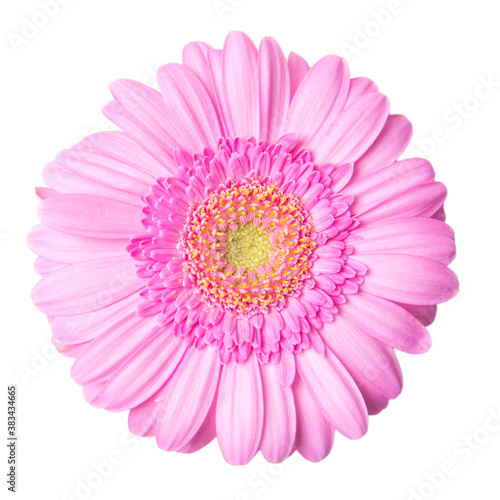 Pink gerbera flower isolated on white background  top view