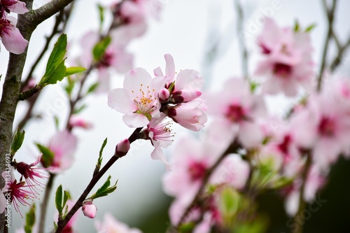 公園などではほとんど目にすることができないアーモンドは春を告げる花です © Bogey Yamamoto