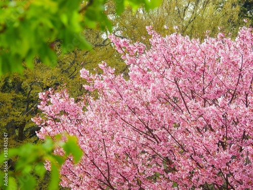 我が世の春をおう歌するかのように咲いているサクラの花 © Bogey Yamamoto