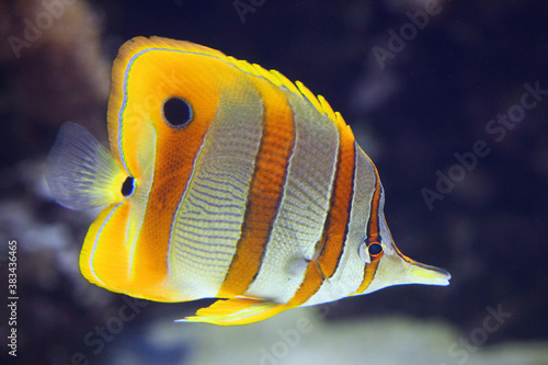 The copperband butterflyfish (Chelmon rostratus), also known as the beaked coral fish with dark background.