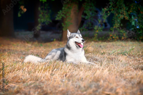 A young happy Siberian Husky female is lying down at the park. She has amber eyes  black and white fur  Dried grass is around the dog  green lush foliage is in the background.