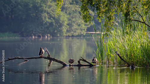 WILD DUCK - Autumn lake landscape in the morning
 photo