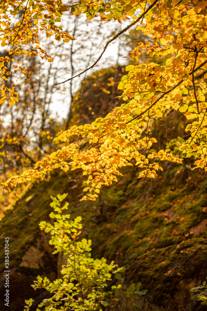 Yellow linden branches against the background of granite rocks covered with fallen leaves