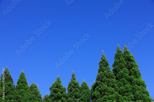 青空と木