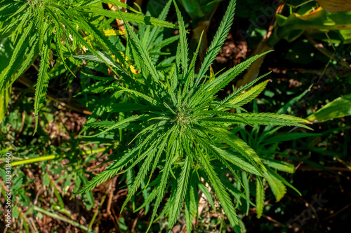 Ripe cannabis plant. Marijuana close-up. Hemp Illuminated by sunlight. Shallow depth of field and blurred background. Selective focus.