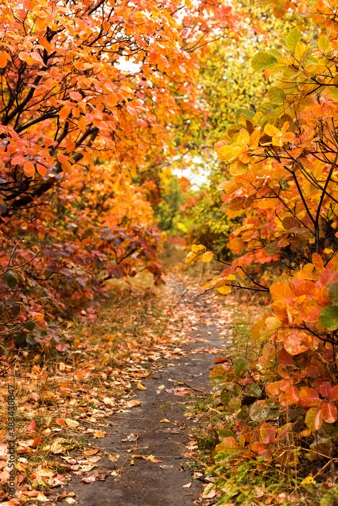 Path in the autumn forest, yellow fallen leaves, natural nature, beautiful autumn background. Path in the autumn forest, yellow fallen leaves, natural nature, beautiful autumn background.