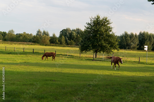 Zwei Pferde weiden und grasen auf einer Wiese. © Edda Dupree