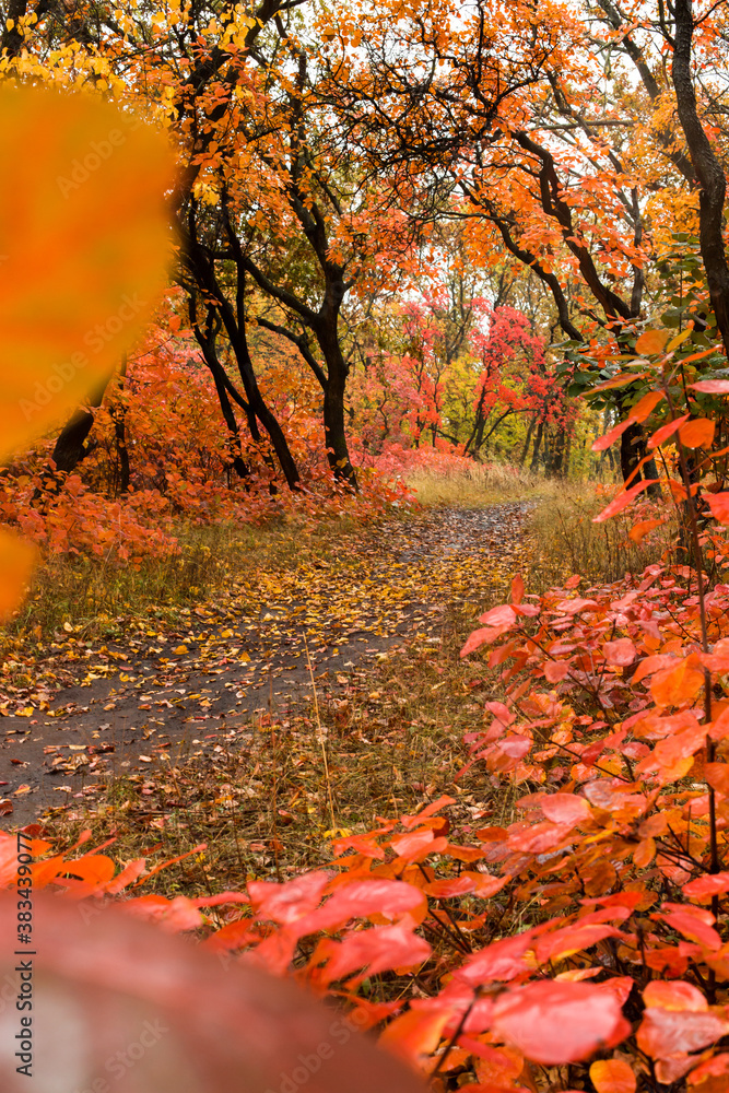 Fototapeta premium Path in the autumn forest, yellow fallen leaves, natural nature, beautiful autumn background.