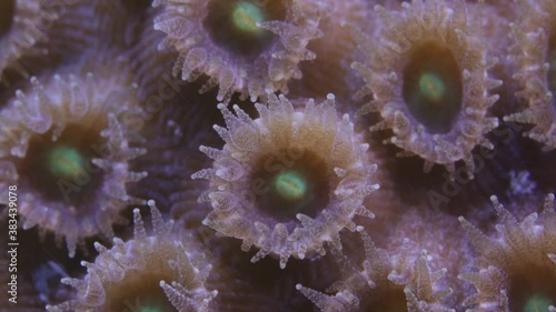 Close up of Montastraea cavernosa Coral polyps with tentacles photo