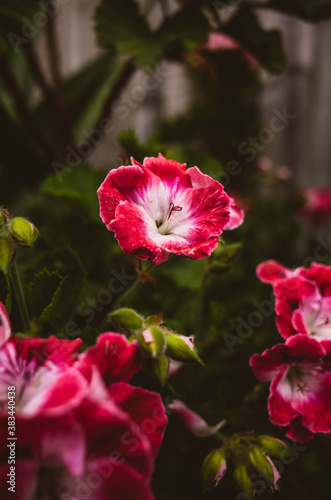 Fototapeta Naklejka Na Ścianę i Meble -  Red flower