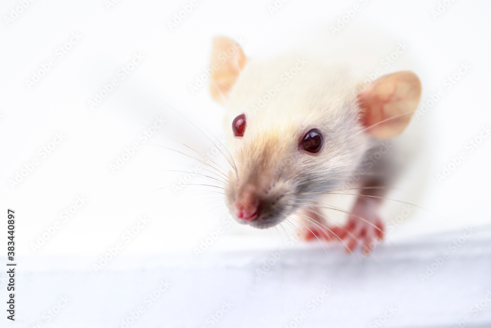 funny white rat looks with interest on a white background, background funny white rat looks with interest on a white background, background