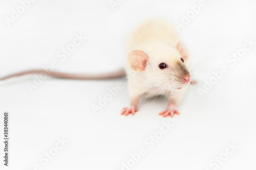 funny white rat looks with interest on a white background, background