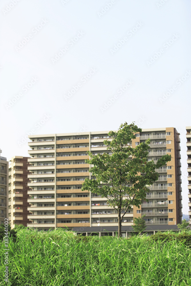 マンションと木