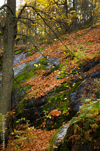 Yellow linden branches against the background of granite rocks covered with fallen leaves