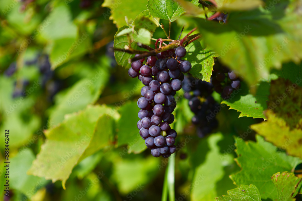 vine with clusters of berries