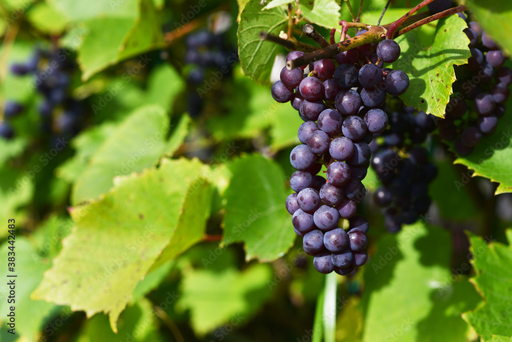 vine with clusters of berries