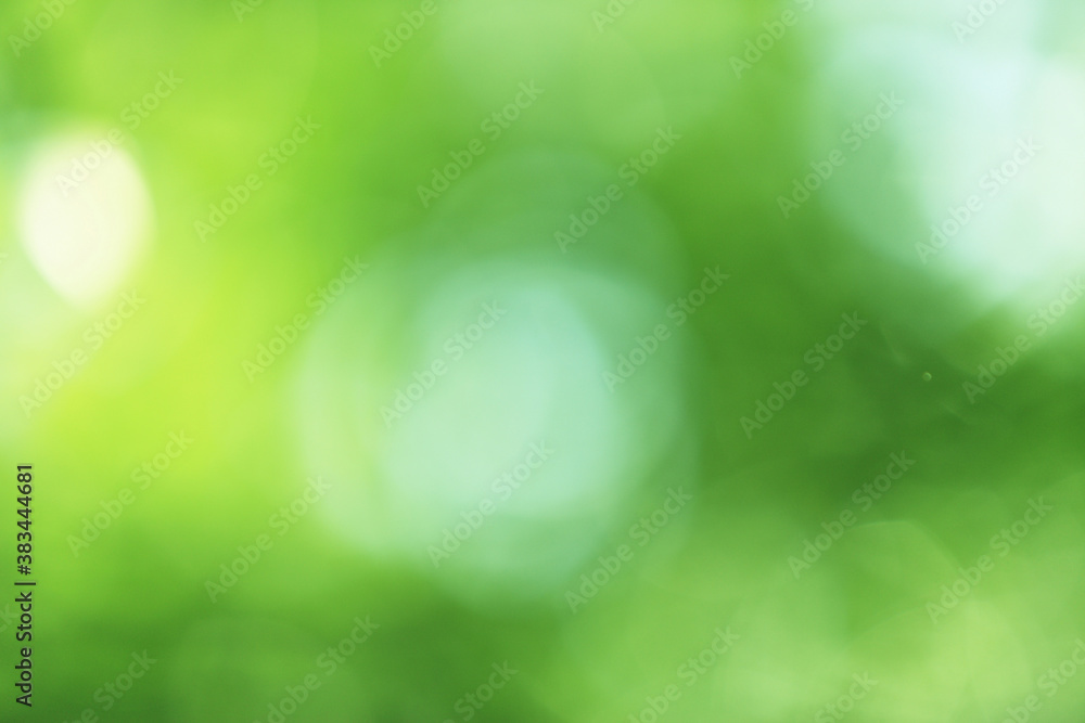 Fototapeta premium 新緑の木漏れ日のボケ