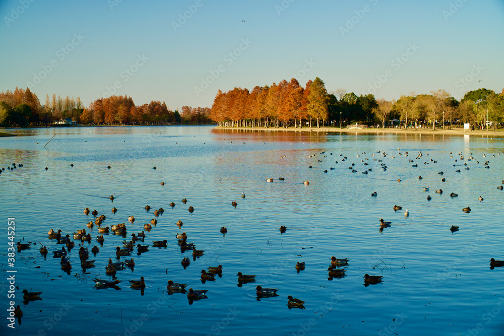 Naklejka premium 水元公園