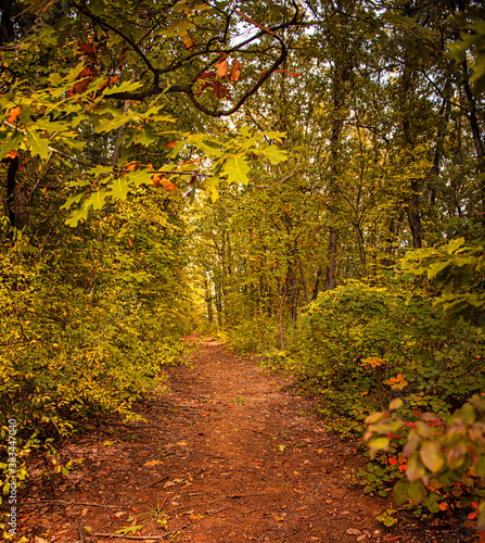 Pathway in the forest in au...