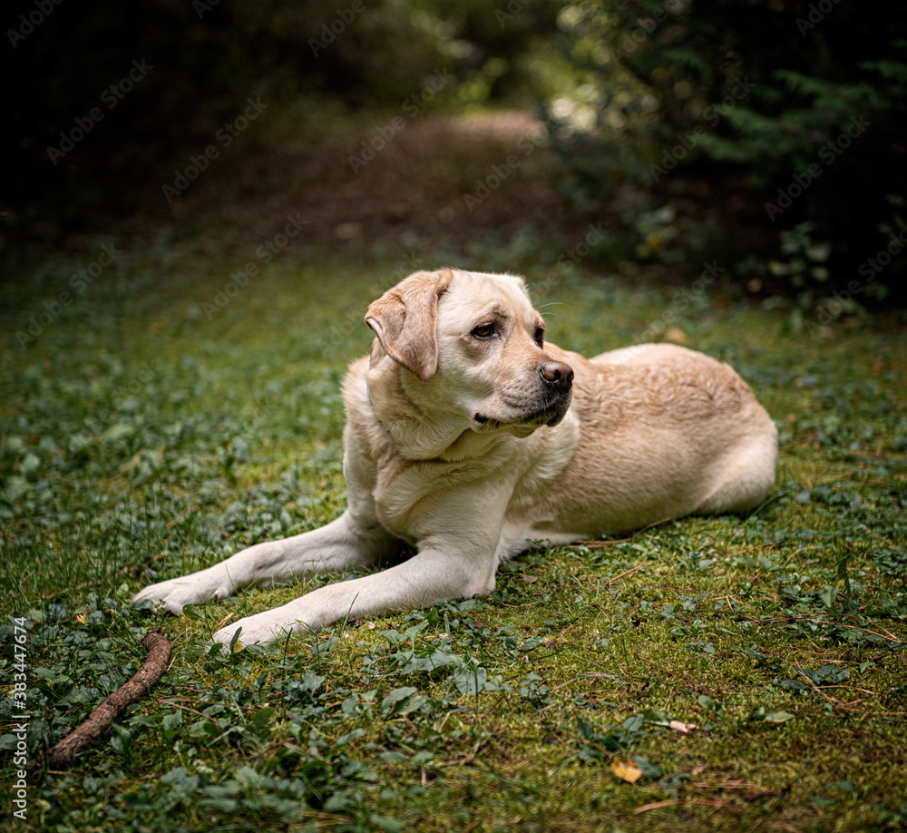 Labrador dog in the forest
