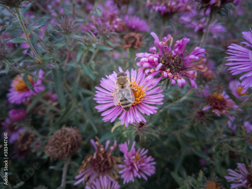 Pink flowers with a bee