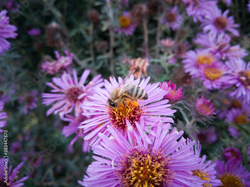 Pink flowers with a bee