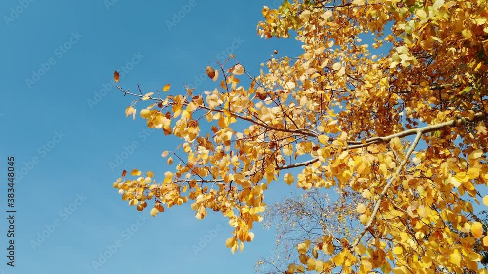 colourful aspen leaves in autumn colourful aspen leaves in autumn