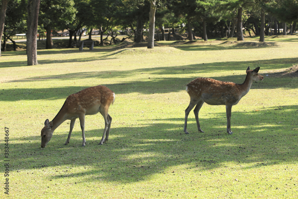 Fototapeta premium 奈良のシカ