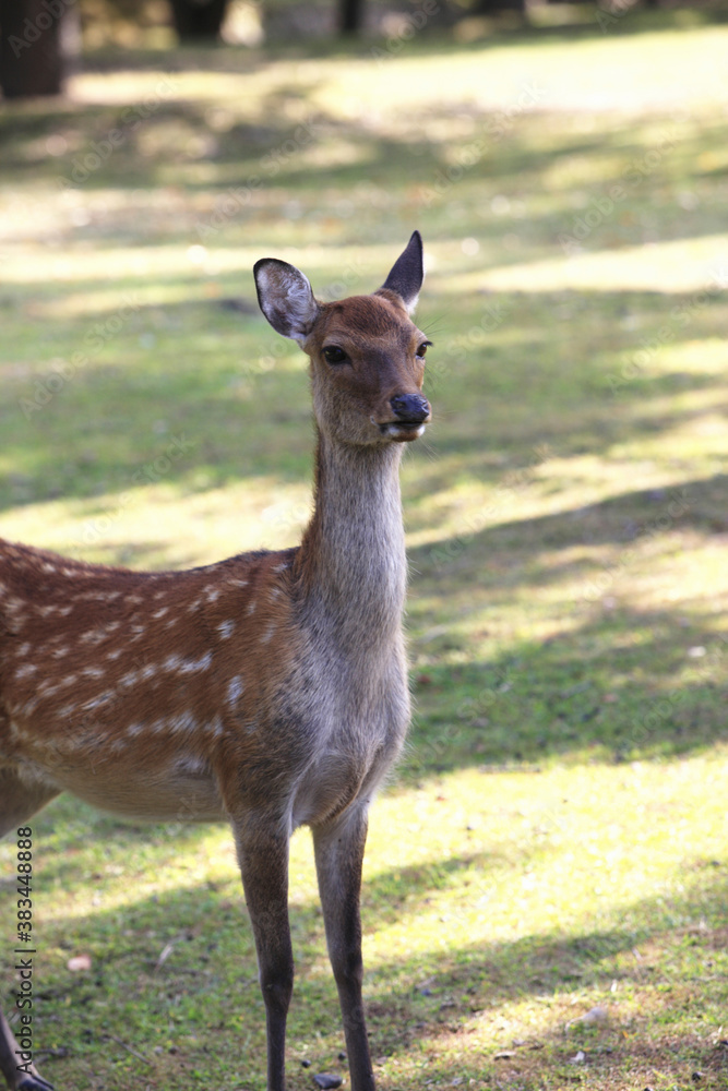 Fototapeta premium 奈良のシカ