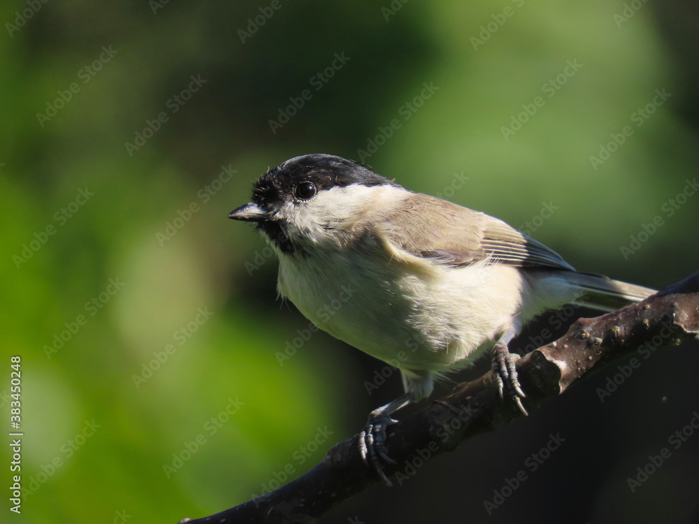 Fototapeta premium Marsh tit (Poecile palustris) beautifully posing on a tree branch looking towards the camera with natural dark green background.