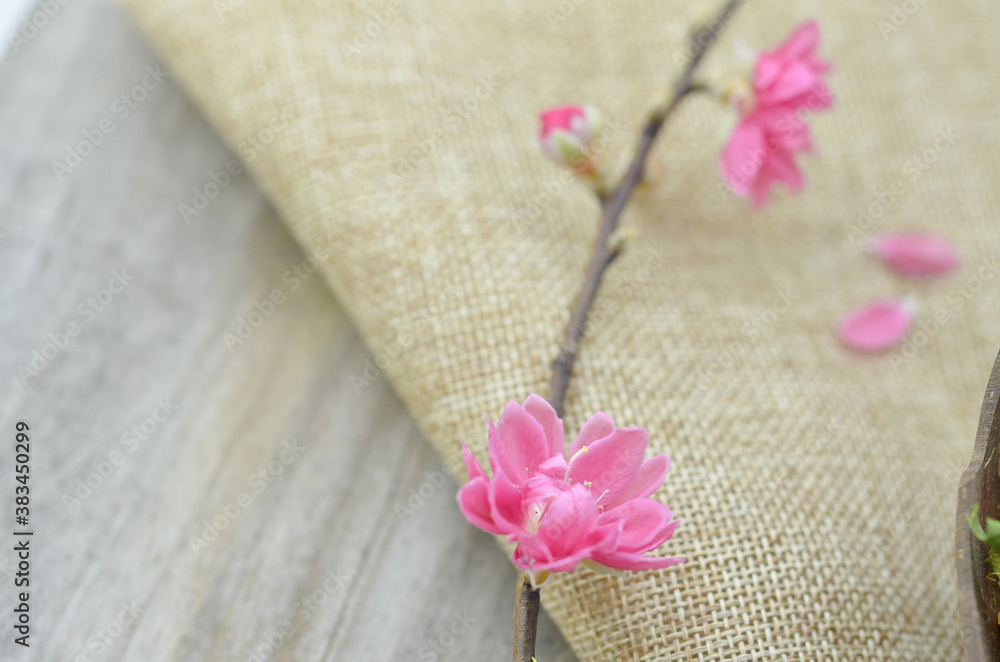 Peach flower blooming- lunar new year Peach flower blooming- lunar new year