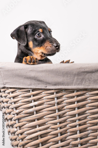A portrait of a adorable Jack Russel Terrier puppy, in a wicker basket, isolated on a white background
