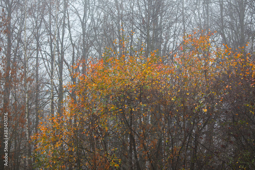 Colored leaves on the autumn trees