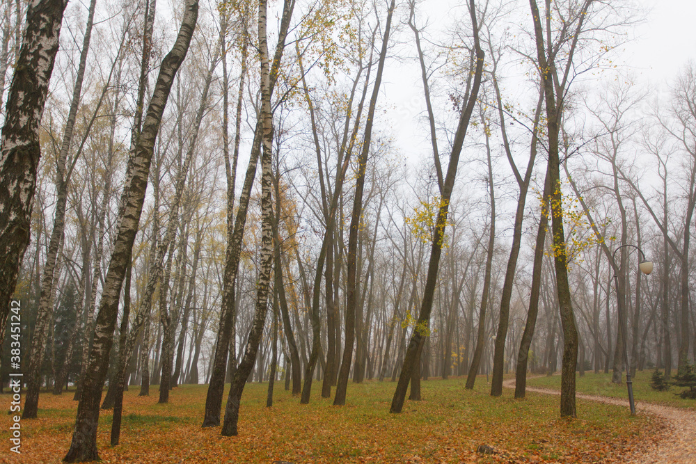 Fototapeta premium In the autumn forest with colored leaves