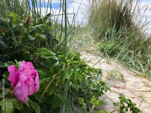 Düne am Schillig Strand