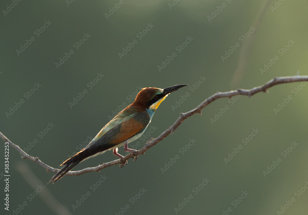 Fototapeta premium European bee-eater perched on a tree, Bahrain. A backlit image.