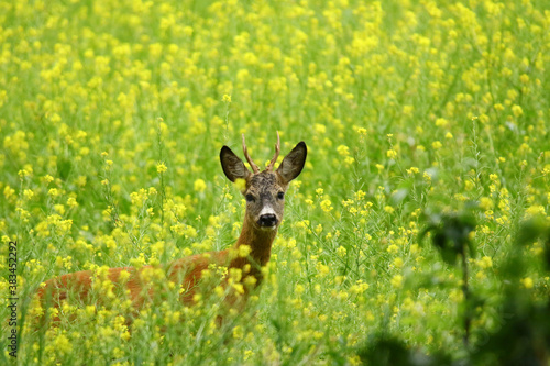 Fototapeta Naklejka Na Ścianę i Meble -  koziol