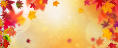 Background or header  concept fall  autumn  seasons- colorfull orange  red  yellow autumn leafs falling down