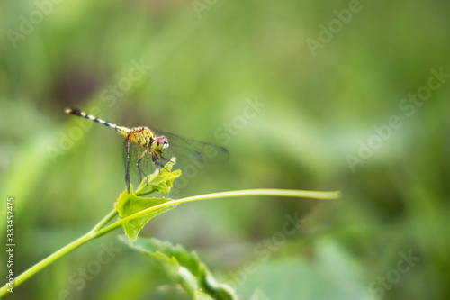 Yellow dragonfly (Long-legged marsh glider) holding on the leaf.  © settapong