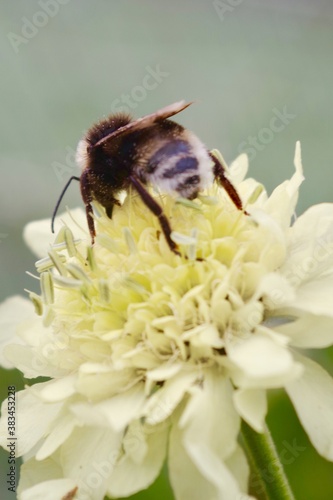 Bee on yellow peony flower