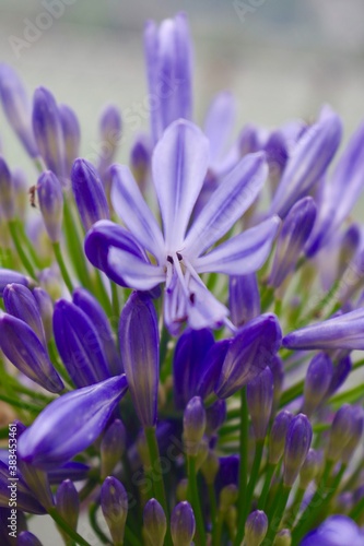 purple flowers in the garden