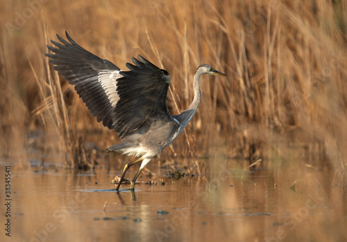 Grey Heron takeoff at Asker marsh, Bahrain