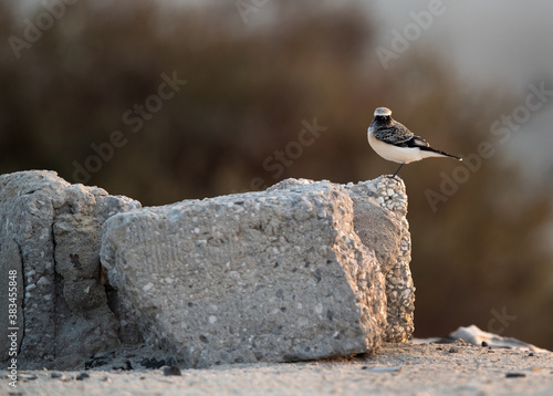 Foto Pied wheatear perched on cemented block, Bahrain