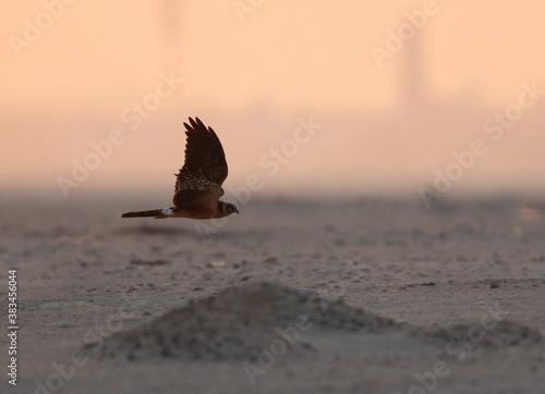 Pallid harrier flying at Busiateen coast, Bahrain