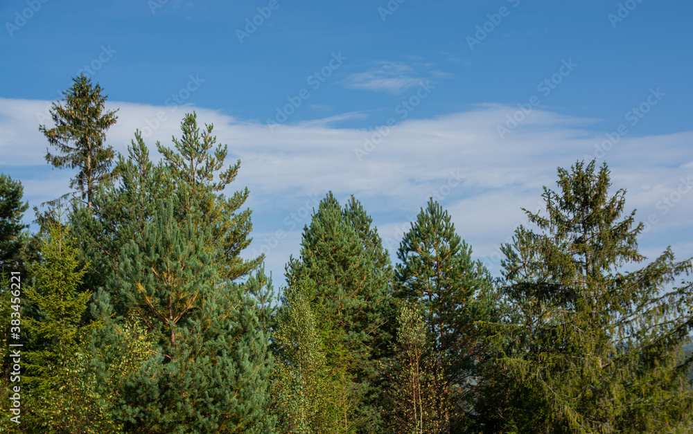 Autumn landscape in the forest. Bakinte sky and mountain view. Forest and nature.