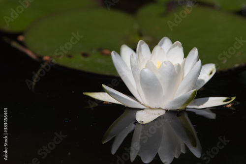 white water lily, blooms beautifully on the water surface