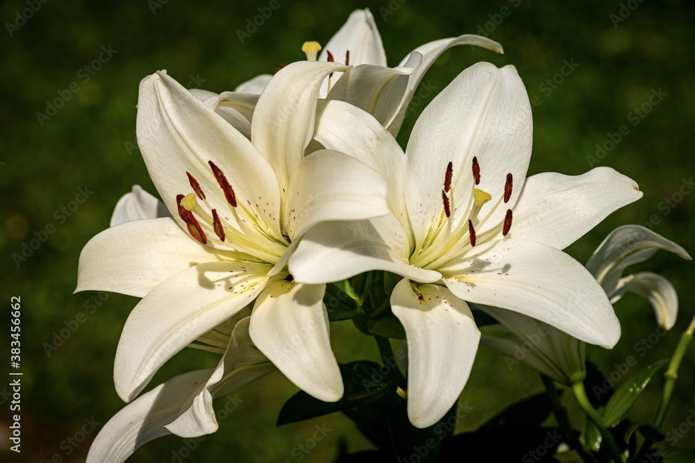 Fototapeta premium Beautiful white Lily Flowers in a garden with a dark background. Macro photography.